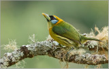 Female Barbett