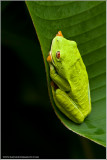Red-eyed Tree Frog