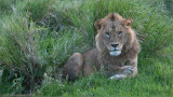 Lion in the Grass