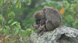 Baboon Family in the Mist
