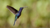 Violet Sabrewing in Flight