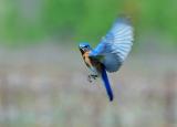 Eastern Bluebird 3