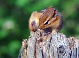 Chipmunk 1