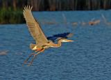 Great Blue Heron in flight. 3