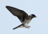 Purple Martin 2