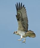 Osprey in Flight 7