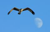 Osprey in Flight 10
