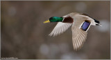 Mallard in Flight 48