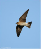 Northern Rough-winged Swallow