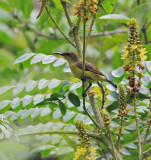 Olive-backed Sunbird Female