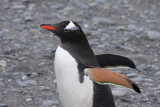 Gentoo Penguin