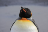 King Penguin