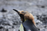 Fledging chick King Penguin, about 50 weeks