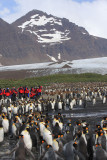 Breeding rookery, Lucas Glacier behind
