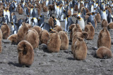 King Penguin chick creche