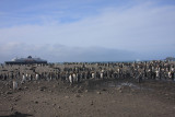 On the beach, mainly non-breeders