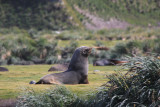Juvenile male Fur Seal