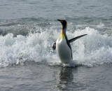 King Penguin emerging from the surf
