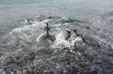 Group of king Penguins off fishing