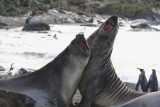 Elephant Seals, young males, mock fighting
