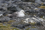Southern Giant Petrel