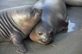 Elephant seals, young females