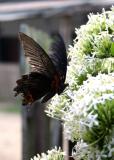 Butterfly at the Silk Factory