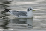 Mouette tridactyle, Rissa tridactyla