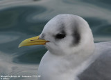 Mouette tridactyle, Rissa tridactyla