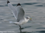 Mouette tridactyle, Rissa tridactyla