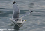 Mouette tridactyle, Rissa tridactyla