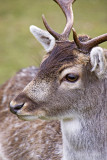 _MG_8878 knole.jpg