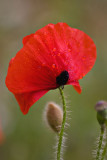 _MG_0232 poppies.jpg