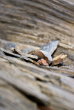 _MG_6446 little haven.jpg