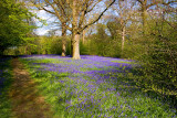 CRW_7222 hole park.jpg