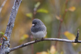 Dark-eyed Junco