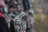 Northern Goshawk