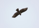 Juvenile Red-tailed Hawk