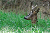 Capriolo-Roe Deer (Capreolus capreolus)
