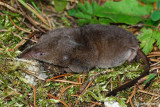 Toporagno comune-Common Shrew (Sorex areanus)