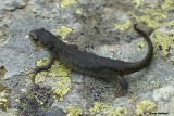 Tritone alpestre-Alpine Newt (Triturs alpestris)