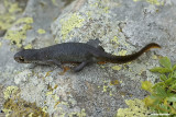 Tritone alpestre-Alpine Newt (Triturs alpestris)
