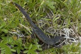 Tritone alpestre-Alpine Newt (Triturs alpestris)