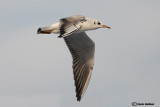 Gabbiano comune-Black-headed Gull (Larus ridibundus)