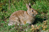 Minilepre-Eastern Cottontail (Sylvilagus Floridanus)