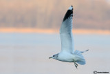 Gavina -Common Gull (Larus canus)