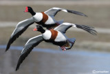 Volpoca-Common Shelduck (Tadorna tadorna)