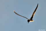 Gabbianello-Little Gull (Larus minutus)