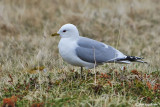 Gavina -Common Gull (Larus canus)