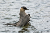 Labbo- Arctic Skua (Stercorarius parasiticus)